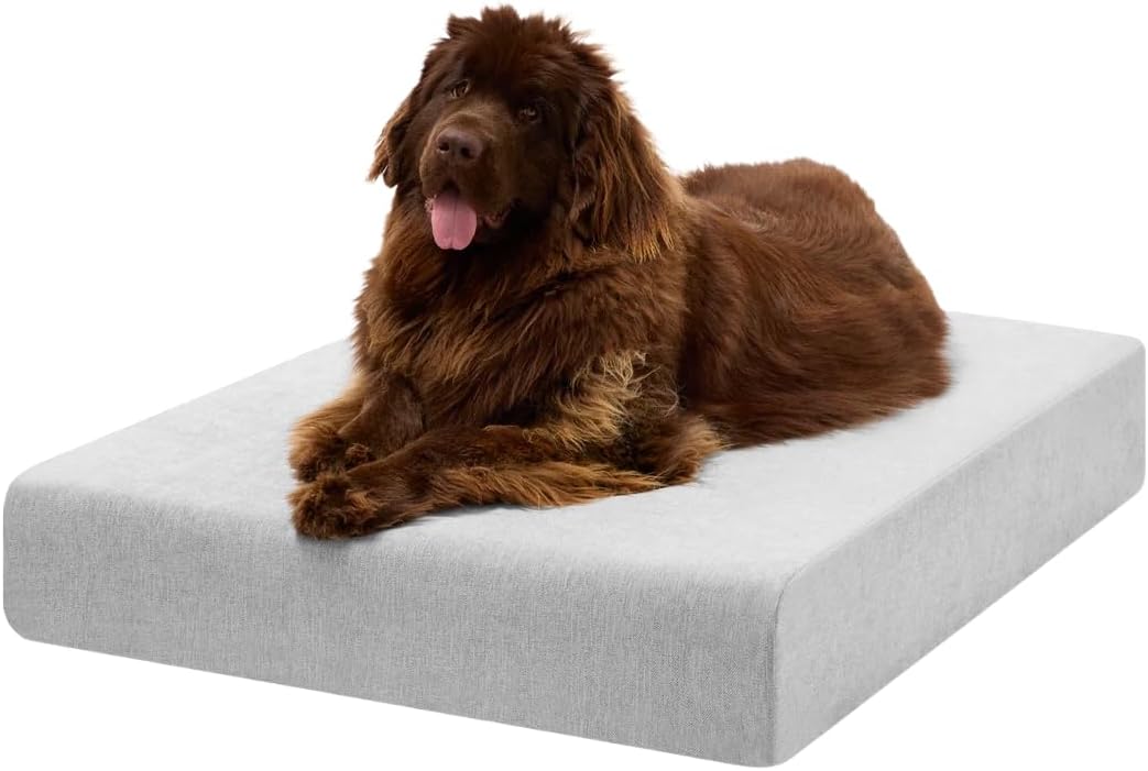 Barker Beds Orthopedic Dog Bed – 7" Memory Foam Mattress for Large & Giant Dogs, Joint Pain & Arthritis Support, Washable Cover