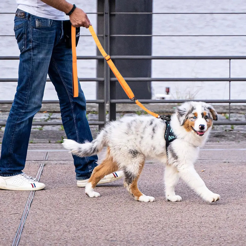 Tactical Quick-Release Nylon Dog Leash — Frog Clip