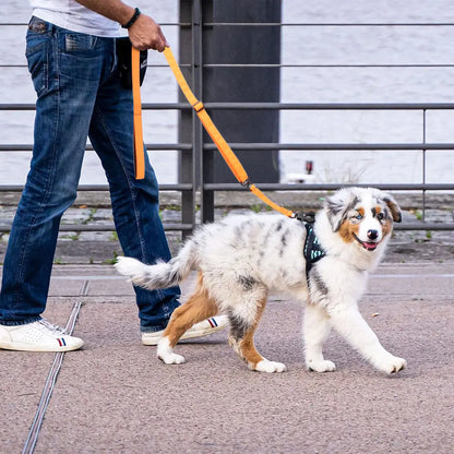 Tactical Quick-Release Nylon Dog Leash — Frog Clip