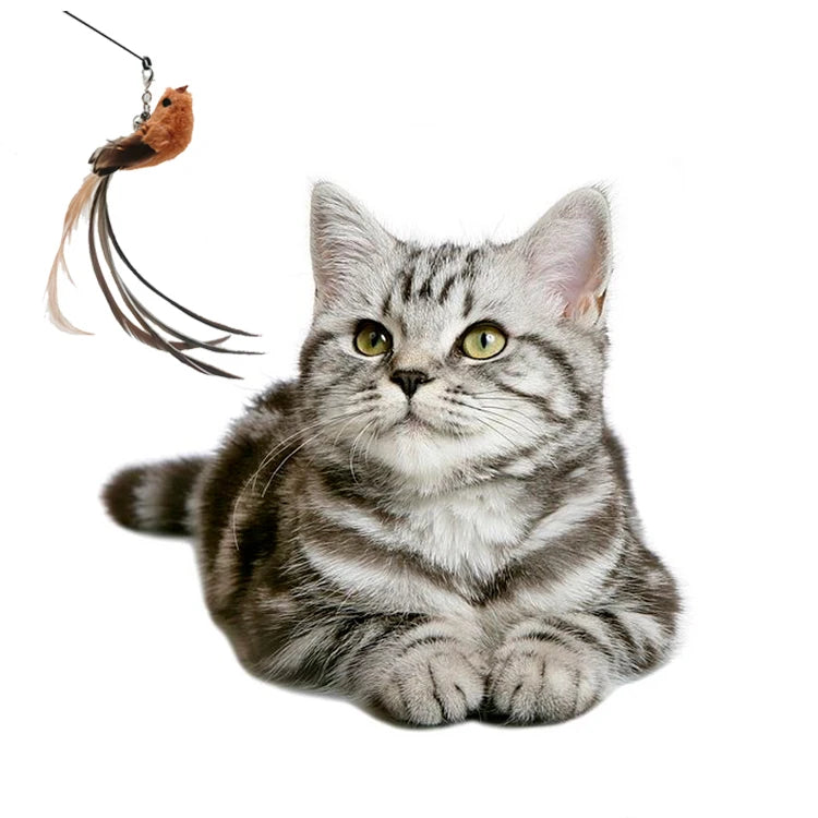 Feather Foam Bird Cat Wand Toy | Eco-Friendly Replacement Heads & Wand Poles | 6 Styles